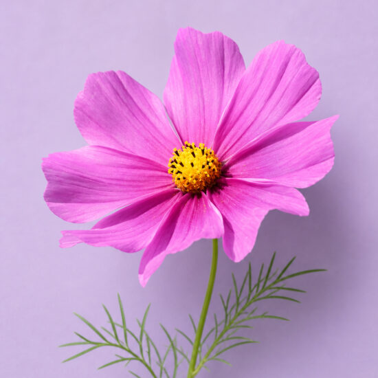 Cosmos