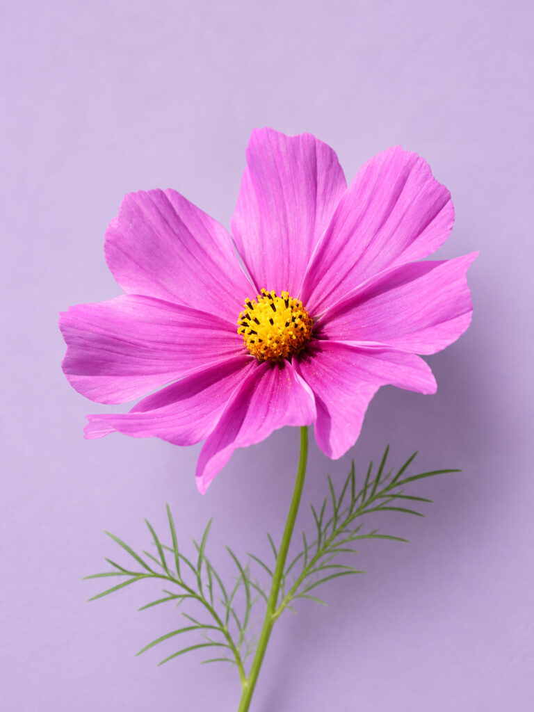 Cosmos