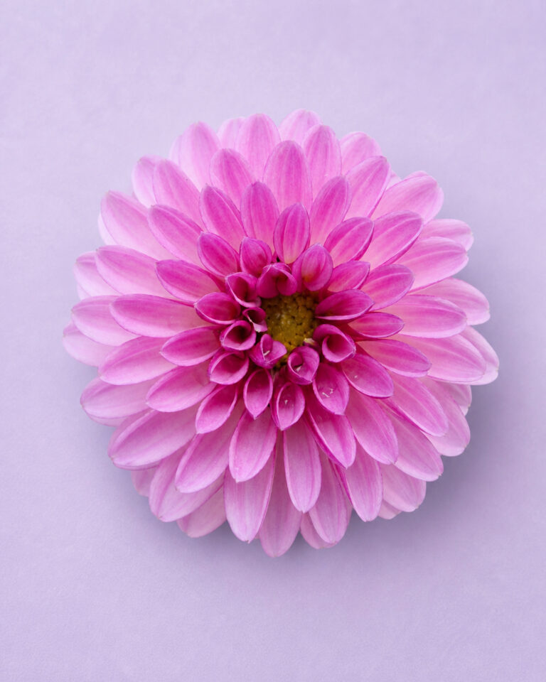Dahlia
