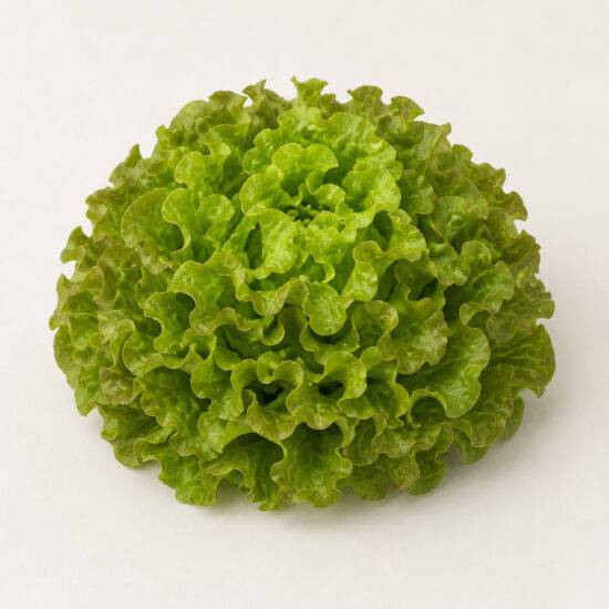 Laitue Feuille de chêne