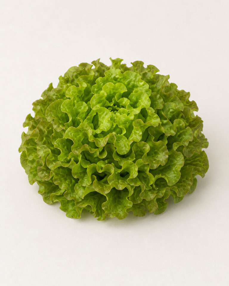 Laitue Feuille de chêne