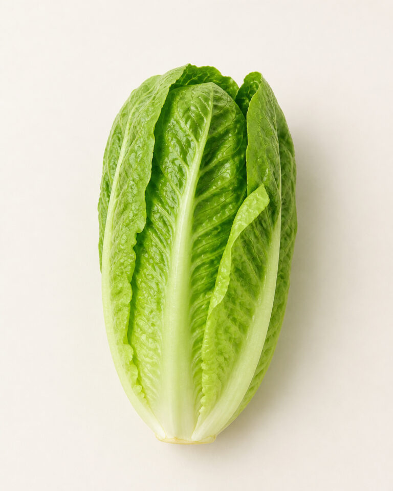 Laitue Romaine