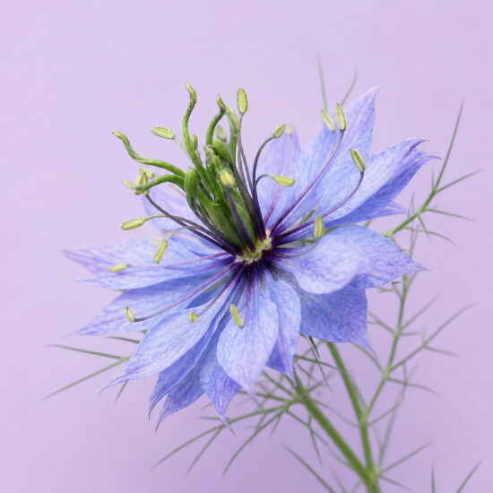 Nigelle