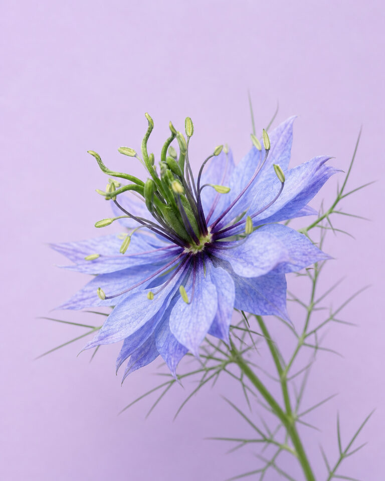 Nigelle
