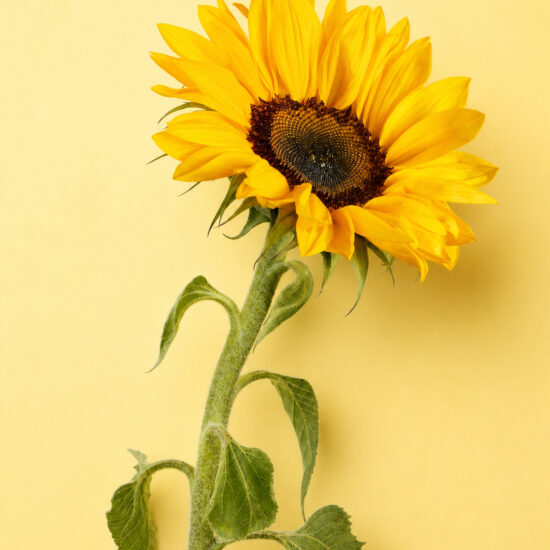 Tournesol