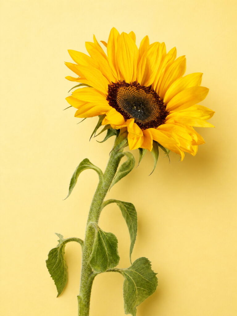 Tournesol