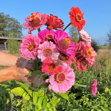 Zinnia
