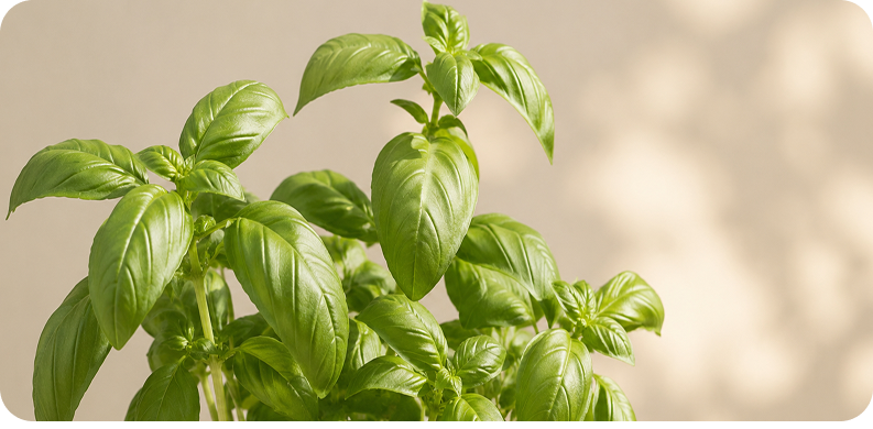 Plants d’aromatiques